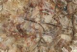 Triassic, Petrified Wood (Araucaria) Slab - Madagascar #224099-1